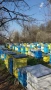 Продавам ранни пчелни отводки, снимка 1