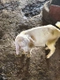 Продавам ярета , снимка 4