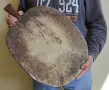 няколко: Стара фурнаджийска лопата, дъска и 4  бр. стари дървени кухненски дъски за рязане, дъска, снимка 11