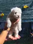 Болонки! 2 момичета и 1 момченце, снимка 2