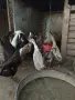 Индийски бегач, неми патици,гъски,холандска качулата,пуйки и мини кохини, снимка 1