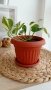 Потос Epipremnum N'Joy, снимка 3