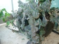 Каланхое Laxiflora със сивеещи листа, снимка 1