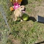  dog for adoption.Търсим осиновител на малко женско куче, снимка 5