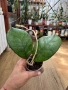 Hoya Хоя Svetlana , снимка 2