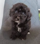 Shih poo/Mini poodle , снимка 1