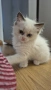 Ragdoll Cats / Регдол Котенца , снимка 13