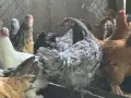 Ярки за месо и яйца, снимка 1