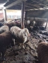 Продавам  Старозагорски овце, снимка 2