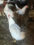 Продавам домашни петли , снимка 5