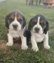 Кученца ' бигъл 'чистокръвни!, снимка 1