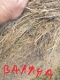 Люцерна,сено, овес и детелина рулонки, снимка 6