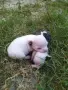 Чихуахуа, две мъжкарчета. , снимка 1