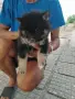 Между шпиц и померан, снимка 4