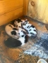 Подарявам Гергьовденски котенца, снимка 1