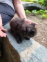 Коте женско, снимка 6