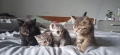 Британски Котки, снимка 1
