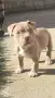 Бебе Pitbull Terrier , снимка 2