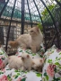 Персийски котенца Крем Пойнт (Хималайски), снимка 1