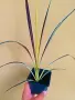 Кордилине неоново зелено/CORDYLINE ELECTRIC FLASH, снимка 6