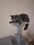Британска женска котка, снимка 10