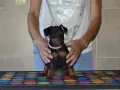 Миниатюрен Пинчер / zwergpinscher, снимка 3