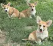Уелско Корги Пембрук, снимка 4