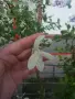 Японска върба Salix Hakuro Nishiki - Фламинго Студоустойчива , снимка 7