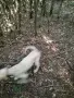 Логото куче за трюфели, снимка 8