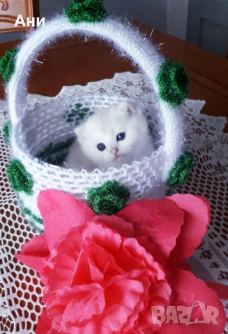 Котенца Момчета Като Борчета, снимка 5 - Британска късокосместа - 54379889