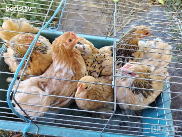 продавам ярки мини кохин, снимка 6 - други­ - 55156679