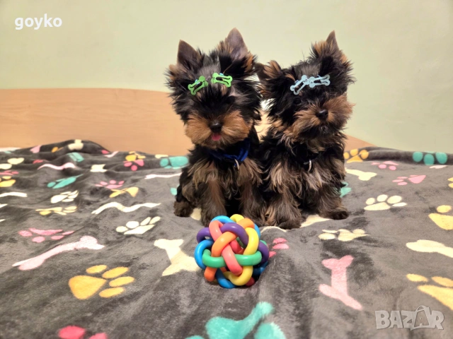 йорки, снимка 6 - Йоркширски териер - 53978443