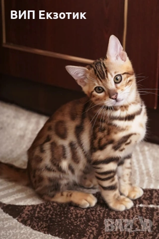 ПРОДАВА БЕНГАЛСКИ КОТЕТА