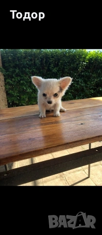 Продавам мини чихуахуа 
