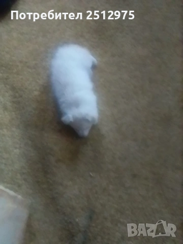 Продавам померан момиче , снимка 3 - Померан - 54337021