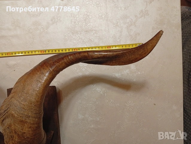стар трофей рога., снимка 3 - Антикварни и старинни предмети - 54239950