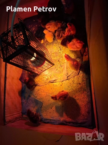 Домашни Пиленца, снимка 6 - Кокошки и пуйки - 53989267