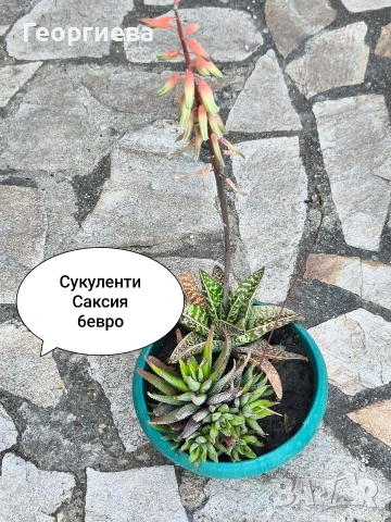 стайни растения , снимка 5 - Стайни растения - 54944702
