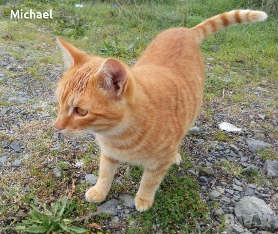 Подарявам рижко мъжко коте., снимка 8 - Други - 54016716