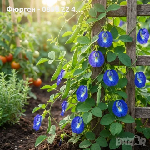 🌿 Трилистна клитория (Clitoria ternatea) – екзотична цъфтяща лиана