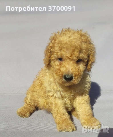 пудел / мини пудел , снимка 11 - Пудели - 54103506