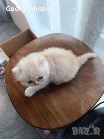 Персийски котета, снимка 10 - Персийска - 54811514