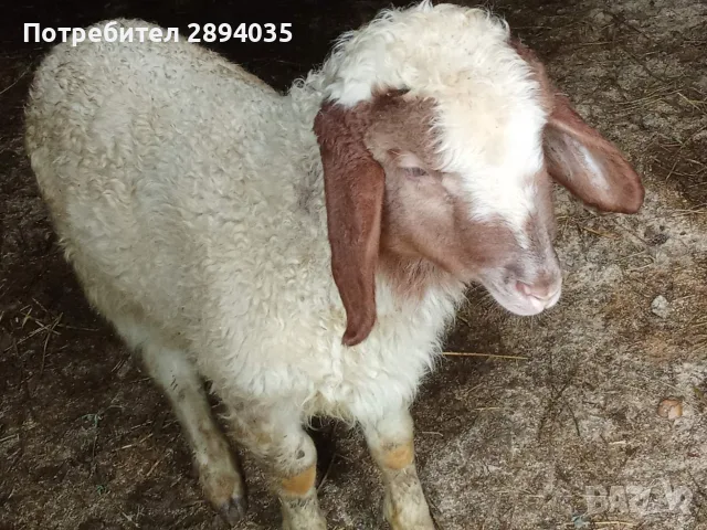 овце коч агнетаа, снимка 7 - Овце - 55482382