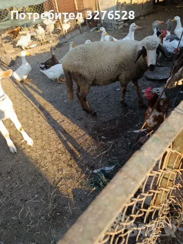 Продавам агне..
