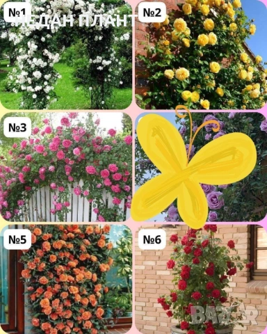 Рози - Храстовидни и Влачещи 