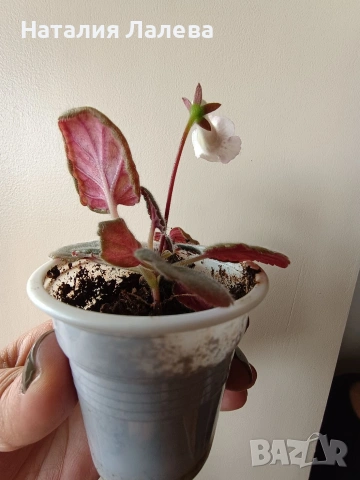 Мини синингия, Mini Sinningia SRG'S SASCHA, снимка 4 - Стайни растения - 53972510