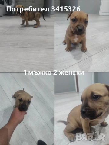 питбули 