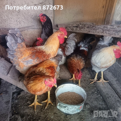 Млади домашни петли , снимка 4 - Кокошки и пуйки - 54881691