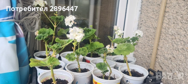 Разкошно бяло мушкато Намалено!, снимка 6 - Стайни растения - 41373576