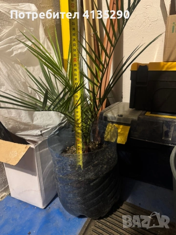 Палми - финикова и трахикарпус, снимка 3 - Градински цветя и растения - 53986087